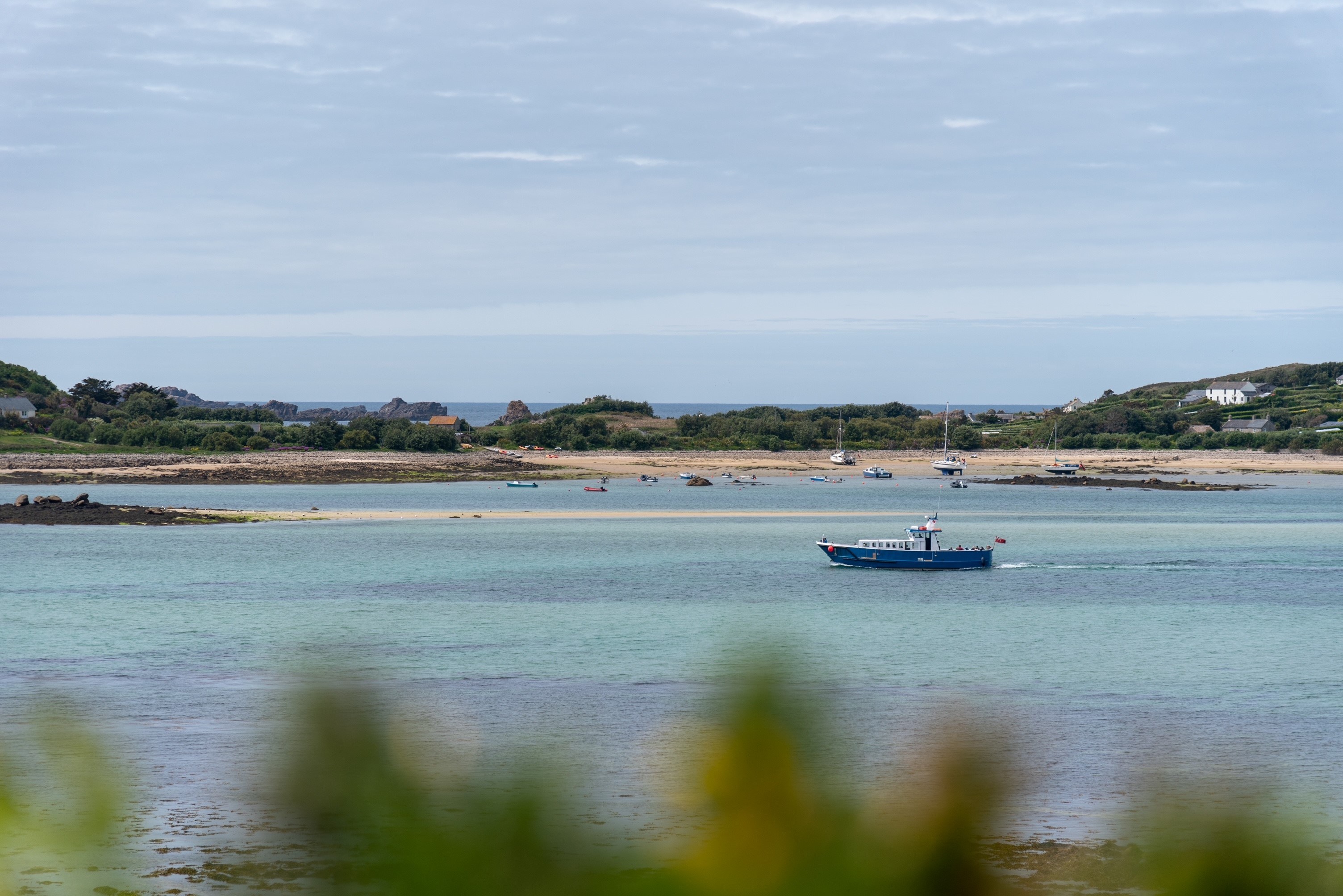 Firethorn in Tresco Channel