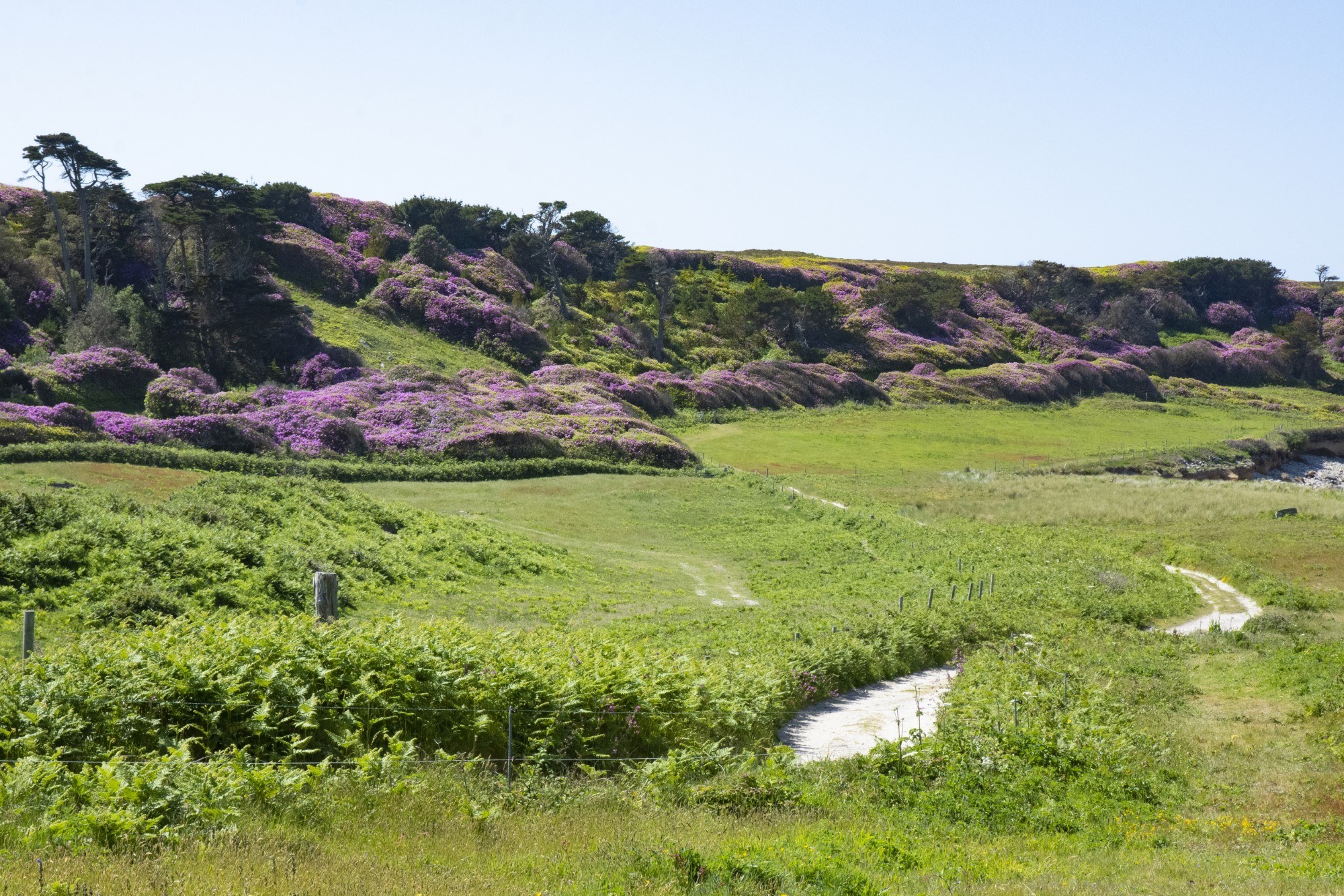 Gimble Porth Tresco May