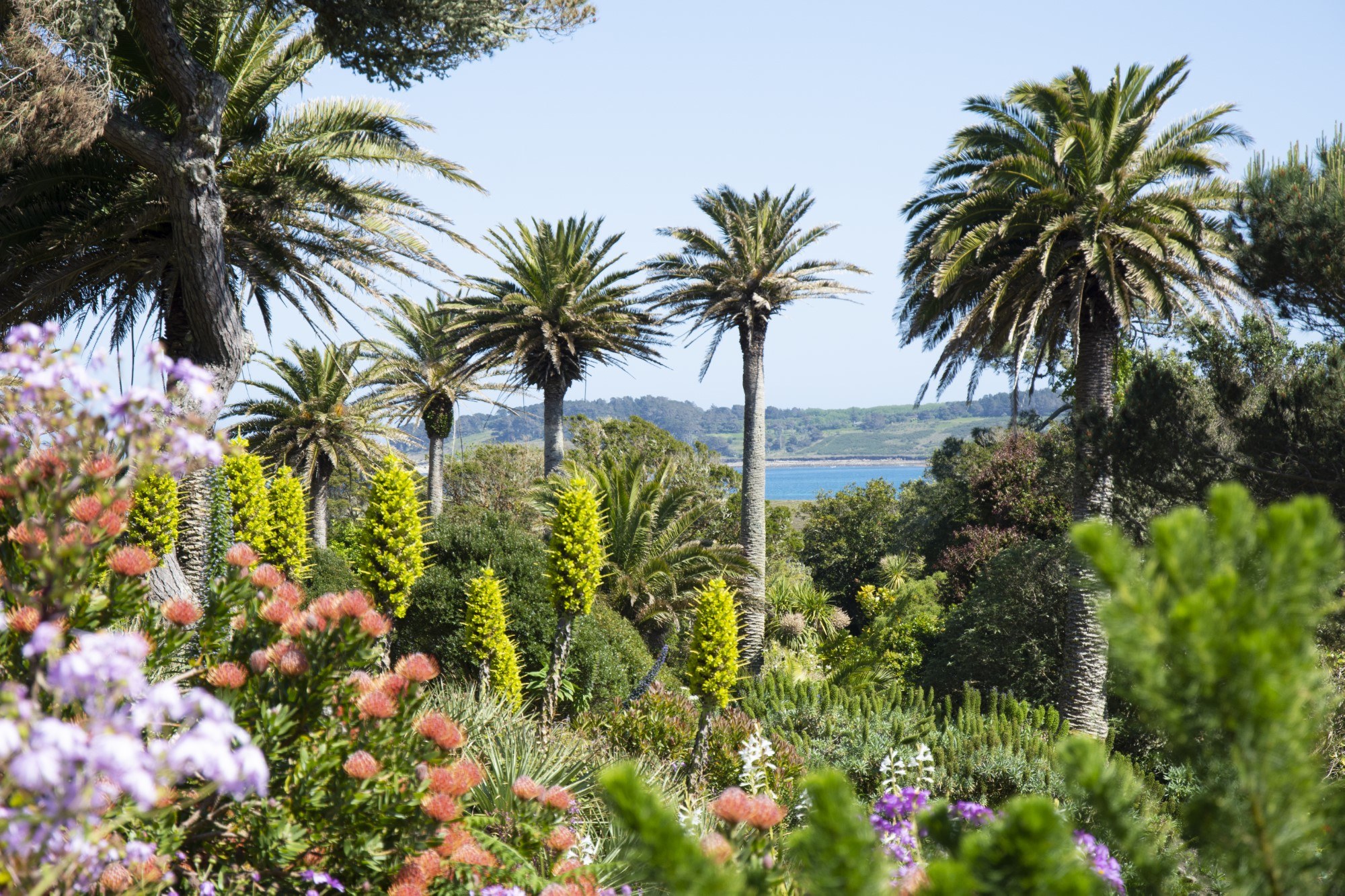 Tresco Abbey Garden May