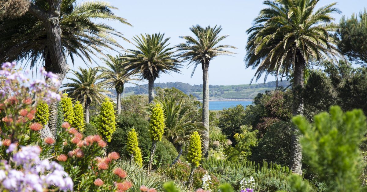 Spring in the Abbey Garden Tresco Island