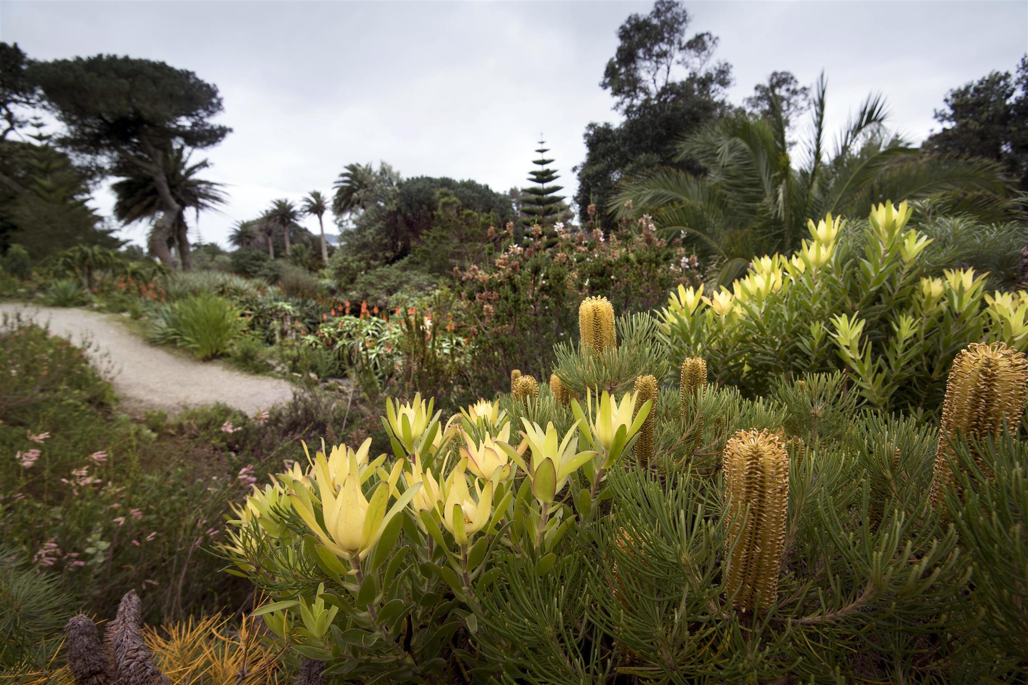 Banksia Custom