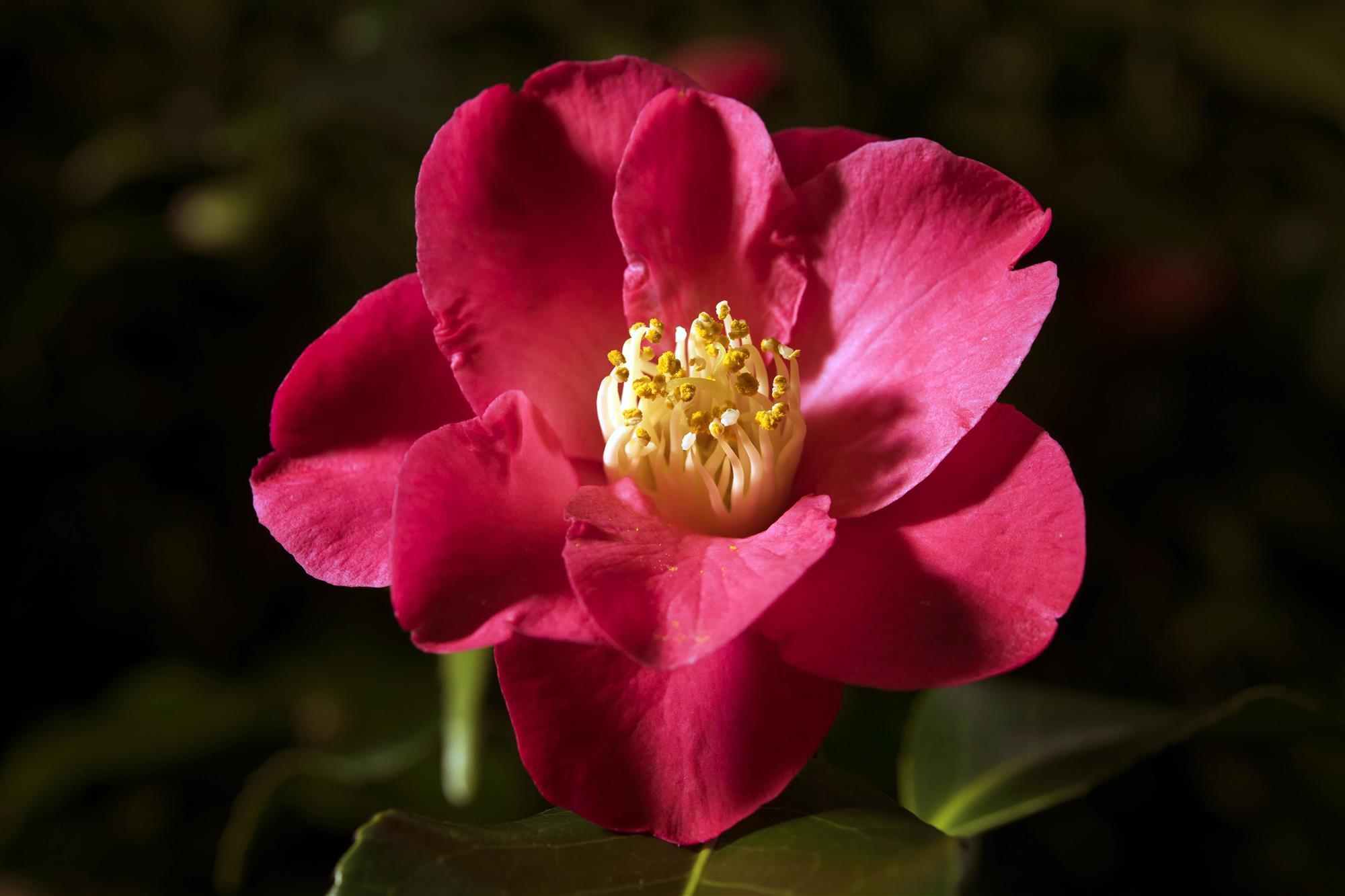 Camelia