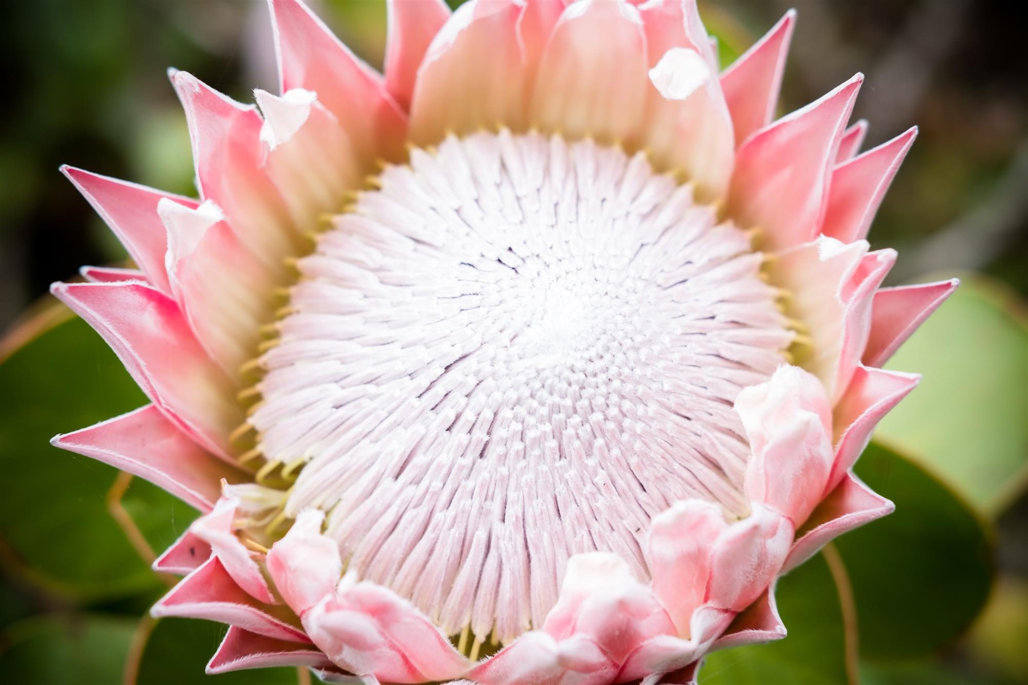 King Protea