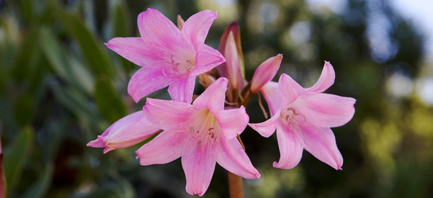Amaryllis