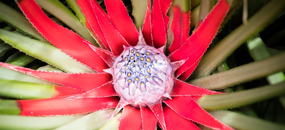 Fascicularia