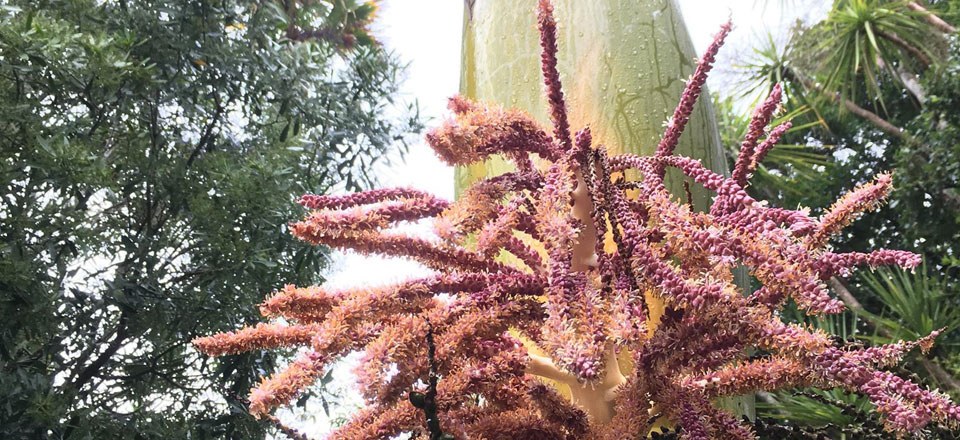 Nikau palm 2