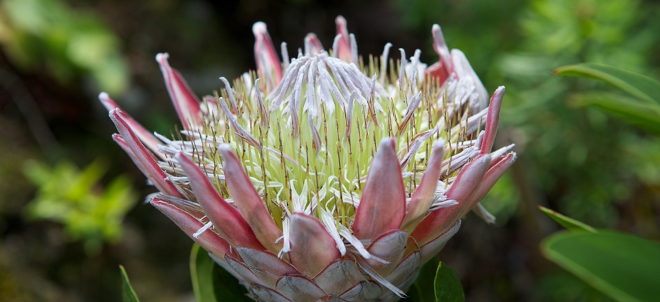 Protea