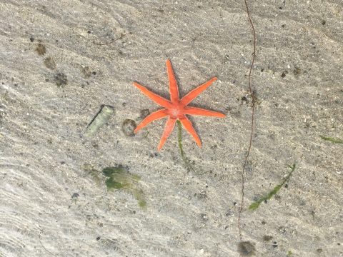 Low Tide Eucharist Service