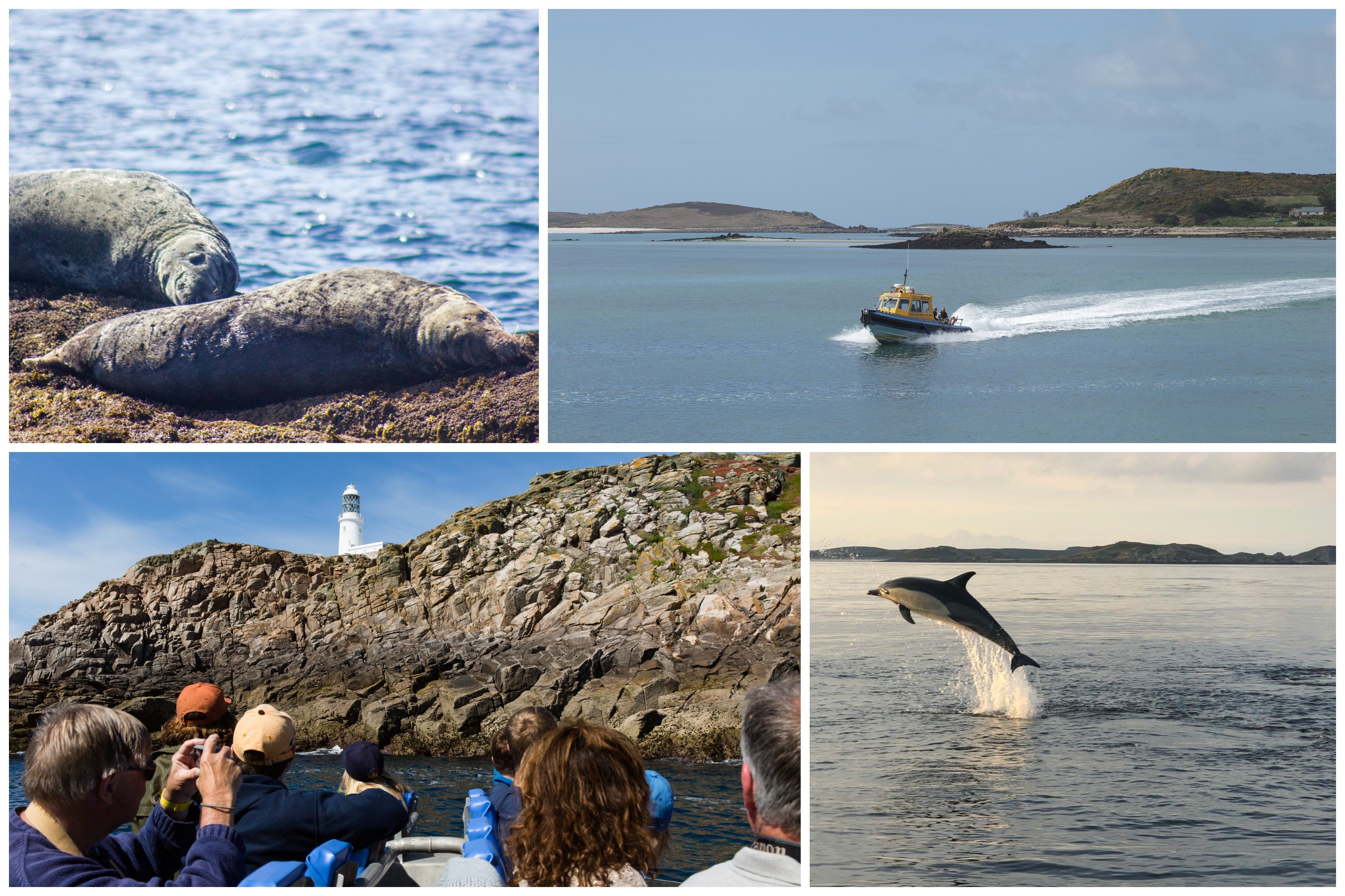Wildlife Circular Collage