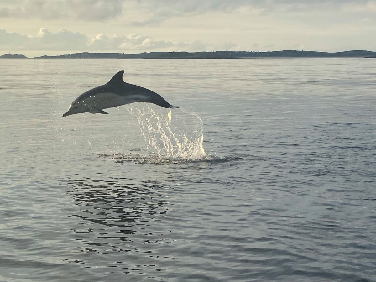 wildlife boat trips scilly isles