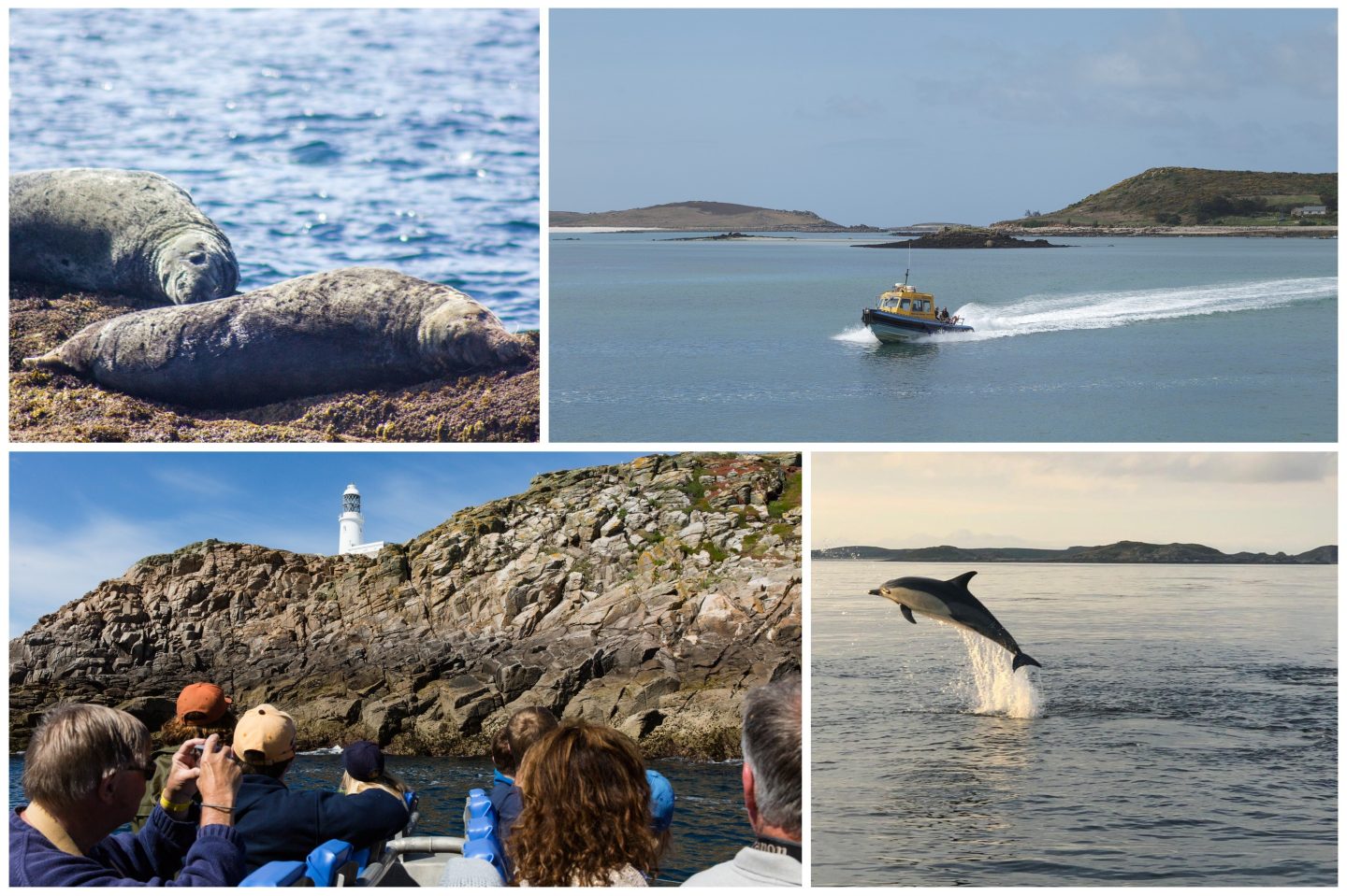 wildlife boat trips scilly isles