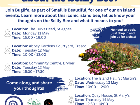 Species Recovery Scilly Bees