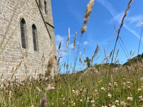 Wild Churchyard Survey