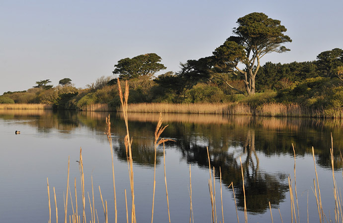 Tresco Island Island News Bird Watching 690x450 1