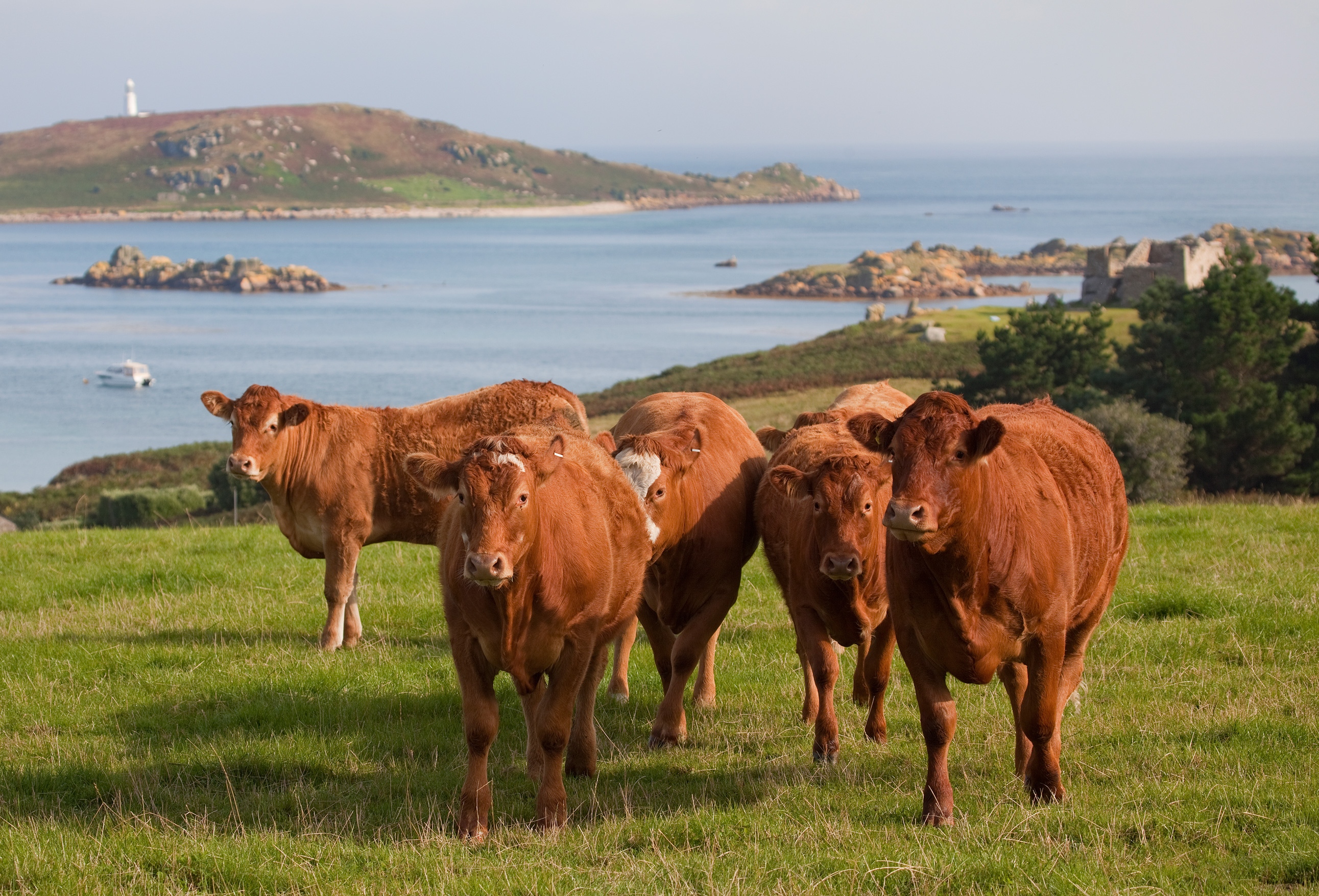 Tresco cows a