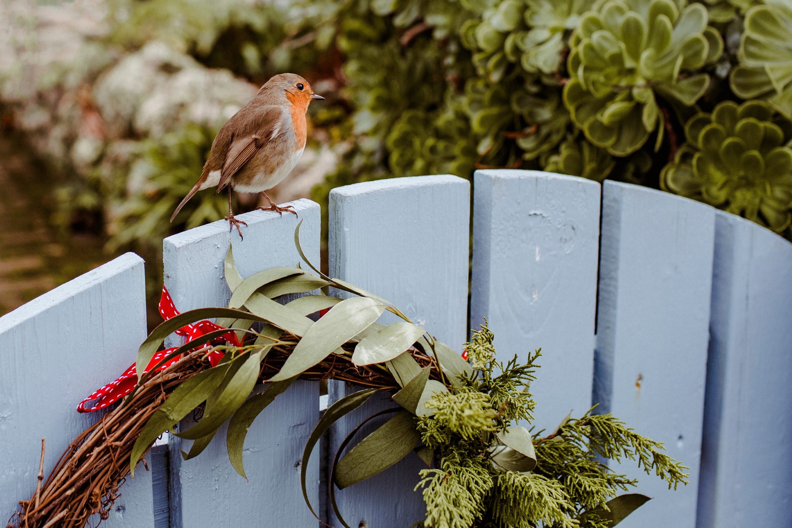 Tresco Island Christmas 11